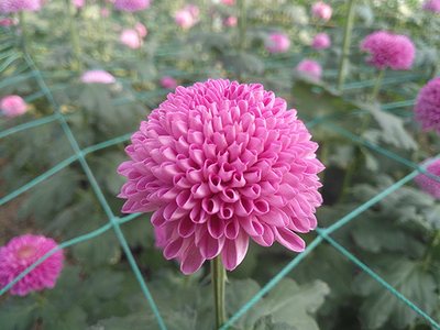 粉乒乓菊