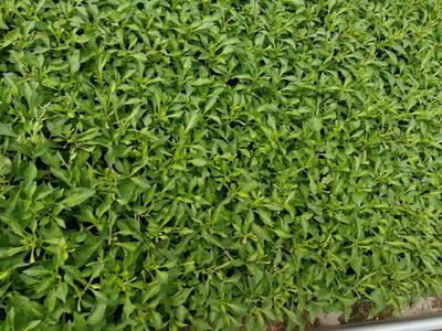 绿草